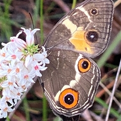 Tisiphone abeona at Bonny Hills, NSW - suppressed
