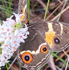 Tisiphone abeona at Bonny Hills, NSW - suppressed