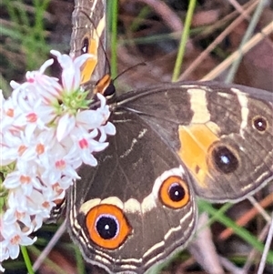Tisiphone abeona at Bonny Hills, NSW - suppressed