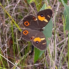 Tisiphone abeona at Bonny Hills, NSW - suppressed