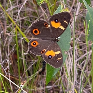 Tisiphone abeona at Bonny Hills, NSW - suppressed