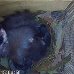 Petaurus norfolcensis at Lavington, NSW - 20 Sep 2023 12:40 PM