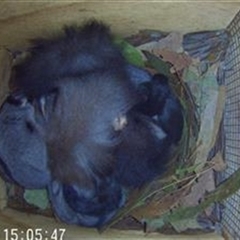 Petaurus norfolcensis at Lavington, NSW - 20 Sep 2023 12:40 PM