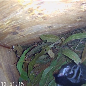 Petaurus norfolcensis at Lavington, NSW - 29 Sep 2023 01:53 PM