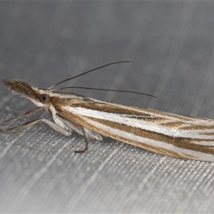 Hednota megalarcha (A Crambid moth) at Melba, ACT - 3 Mar 2025 by kasiaaus