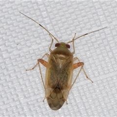 Diomocoris (genus) at Melba, ACT - 3 Mar 2025 11:06 PM