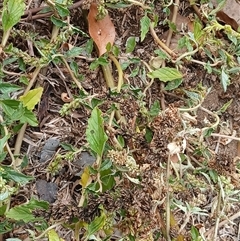 Amaranthus deflexus (Low Amaranth, Spreading Amaranth) at Watson, ACT - 3 Mar 2025 by MPW