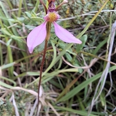 Eriochilus magenteus (Magenta Autumn Orchid) by Dron