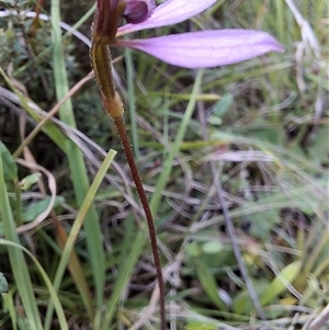 Eriochilus magenteus at Mongarlowe, NSW - suppressed