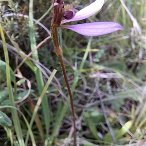 Eriochilus magenteus at Mongarlowe, NSW - suppressed