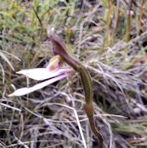 Eriochilus magenteus at Mongarlowe, NSW - suppressed