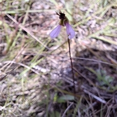 Eriochilus magenteus at Mongarlowe, NSW - suppressed