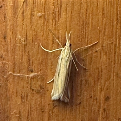 Hednota relatalis (A Crambid moth) at Aranda, ACT - Yesterday by KMcCue