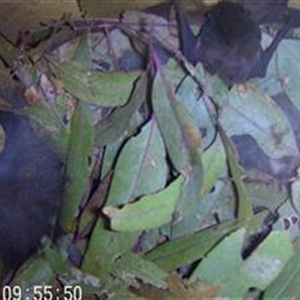 Chalinolobus gouldii at Wirlinga, NSW - 17 May 2024 08:58 AM