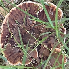 Sanguinoderma rude (Red-staining Stalked Polypore) at Lyons, ACT - 6 Mar 2025 by ran452