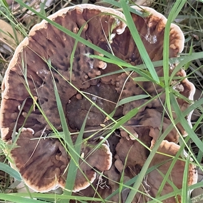 Sanguinoderma rude (Red-staining Stalked Polypore) at Lyons, ACT - 6 Mar 2025 by ran452