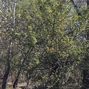 Crataegus monogyna at Watson, ACT - Yesterday by HappyWanderer