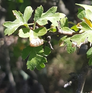 Crataegus monogyna at Watson, ACT - 5 Mar 2025 10:54 AM