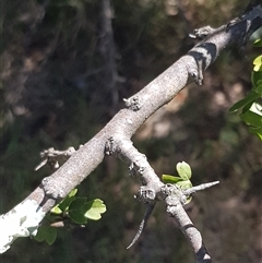 Crataegus monogyna at Watson, ACT - 5 Mar 2025 10:54 AM