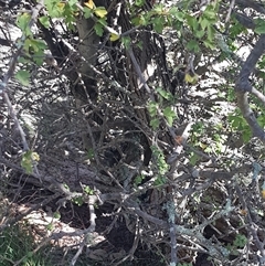 Crataegus monogyna at Watson, ACT - 5 Mar 2025 10:54 AM