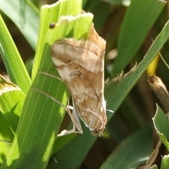 Hellula hydralis (Cabbage Centre Moth) at Hall, ACT - 6 Mar 2025 by Anna123