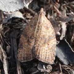 Meritastis ursina (A Tortricid moth) at Hall, ACT - 6 Mar 2025 by Anna123