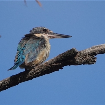 Todiramphus sanctus (Sacred Kingfisher) at Hall, ACT - 6 Mar 2025 by Anna123