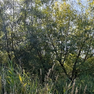 Salix sp. (A Willow) at Latham, ACT - 21 Feb 2025 by Caric