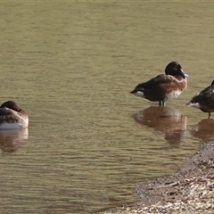 Aythya australis (Hardhead) at Hall, ACT - Yesterday by Anna123