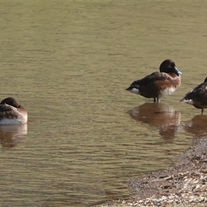 Aythya australis at Hall, ACT - Yesterday 09:56 AM