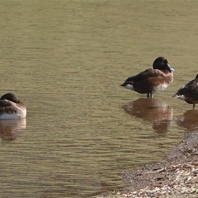 Aythya australis (Hardhead) at Hall, ACT - Yesterday by Anna123