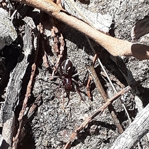 Habronestes sp. (genus) at Latham, ACT - 18 Feb 2025 by Caric