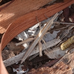 Keyacris scurra (Key's Matchstick Grasshopper) at Hall, ACT - Yesterday by Anna123