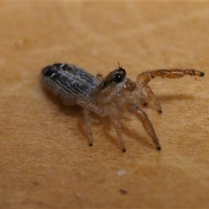 Unidentified Jumping or peacock spider (Salticidae) at Latham, ACT - 18 Feb 2025 by Caric