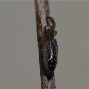 Salticidae (family) at Latham, ACT - 18 Feb 2025 07:47 PM