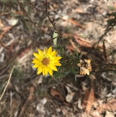 Xerochrysum viscosum (Sticky Everlasting) at Hackett, ACT - 3 Mar 2025 by gwen