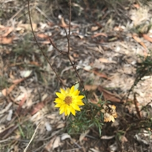 Xerochrysum viscosum at Hackett, ACT - 3 Mar 2025 12:50 PM