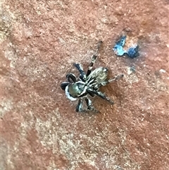 Unidentified Jumping or peacock spider (Salticidae) at Evatt, ACT - 5 Mar 2025 by gwen