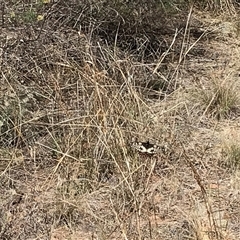 Papilio anactus (Dainty Swallowtail) at Hackett, ACT - 3 Mar 2025 by gwen