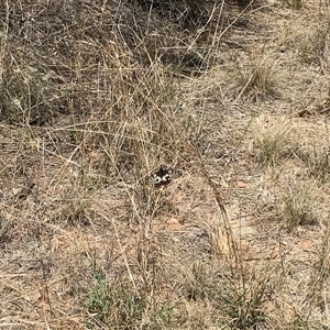 Papilio anactus at Hackett, ACT - 3 Mar 2025 01:30 PM