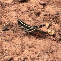 Macrotona sp. (genus) (Macrotona grasshopper) at Hackett, ACT - 3 Mar 2025 by gwen