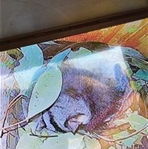 Petaurus norfolcensis at Thurgoona, NSW - 24 May 2024 10:51 AM