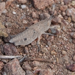 Goniaea sp. (genus) (A gumleaf grasshopper) at Hall, ACT - 6 Mar 2025 by Anna123