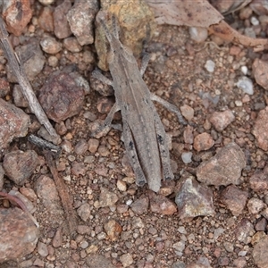 Goniaea sp. (genus) at Hall, ACT - 6 Mar 2025 09:33 AM