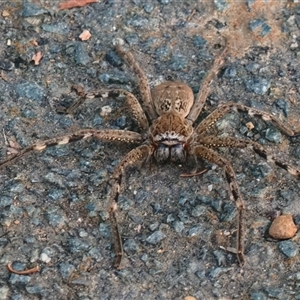 Neosparassus calligaster (Beautiful Badge Huntsman) at Latham, ACT - 5 Mar 2025 by Caric