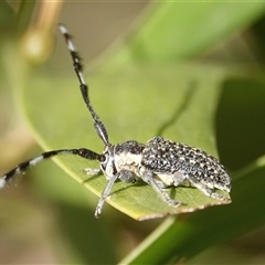 Ancita marginicollis (A longhorn beetle) at Hall, ACT - Yesterday by Anna123