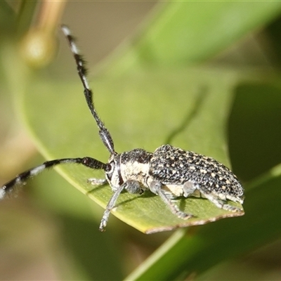 Ancita marginicollis (A longhorn beetle) at Hall, ACT - Yesterday by Anna123