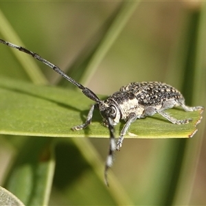 Ancita marginicollis at Hall, ACT - Yesterday 08:59 AM