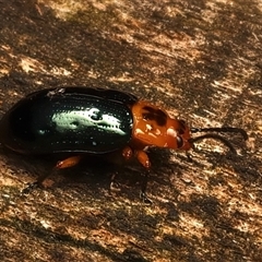 Lamprolina (genus) (Pittosporum leaf beetle) at Monga, NSW - 23 Feb 2025 by jb2602