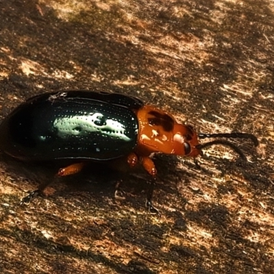 Lamprolina (genus) (Pittosporum leaf beetle) at Monga, NSW - 23 Feb 2025 by jb2602